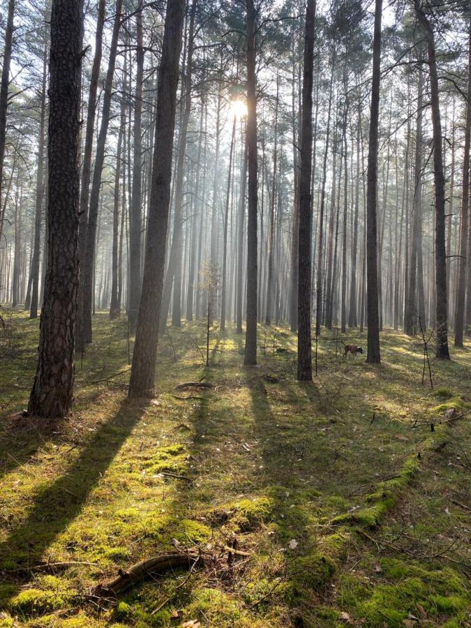 Ferienhaus Im Wald Borkwalde Екстериор снимка